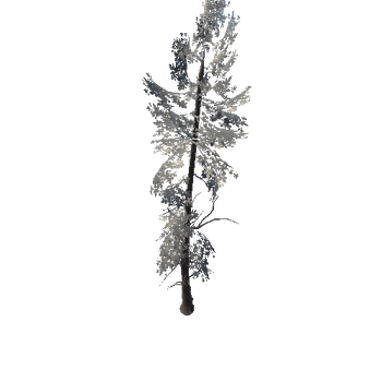 SM_Veg_Tree_Fir_02 (2)